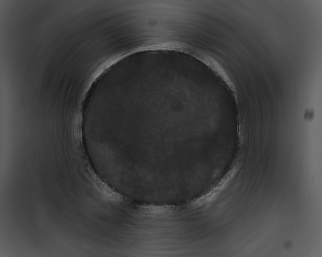 X0000100890781200807220950