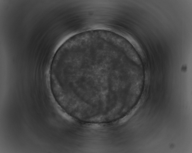 X0000100890814200807220950