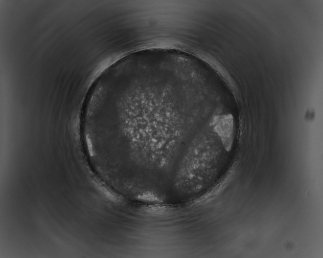 X0000100890834200807220949