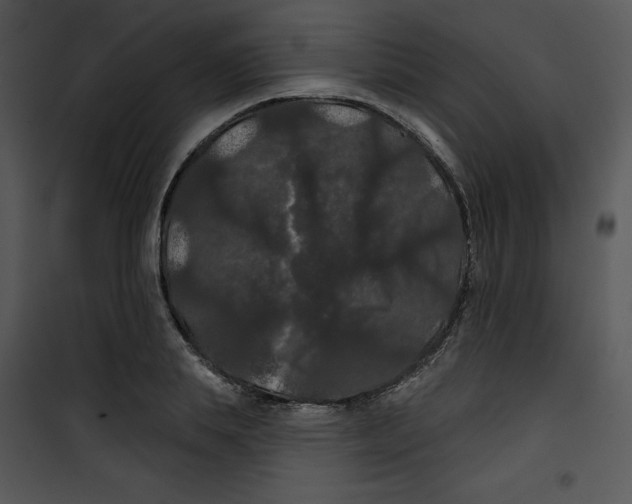 X0000100890839200807220949