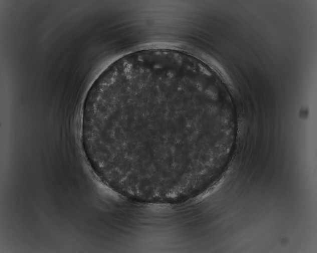 X0000100890844200807220950