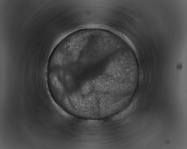 X0000100890847200807220950