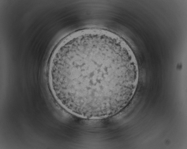 X0000100890856200807220950