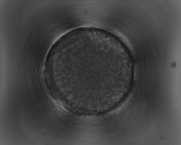 X0000100890876200807220949