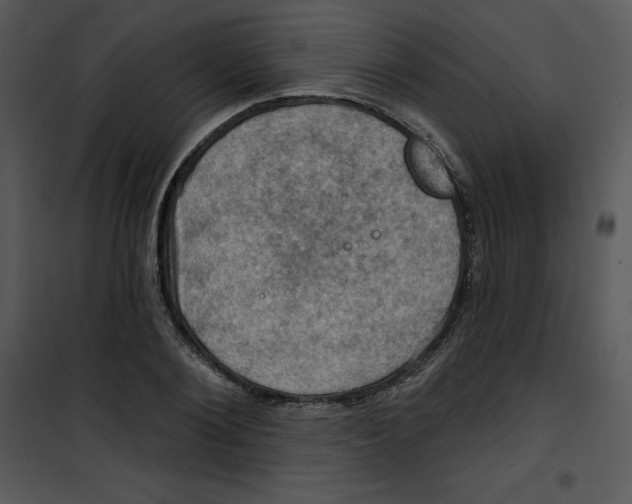 X0000100890884200807220949