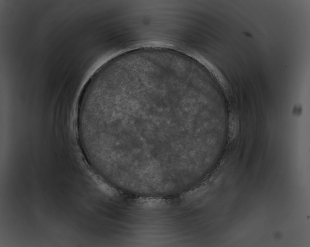 X0000100890886200807220949