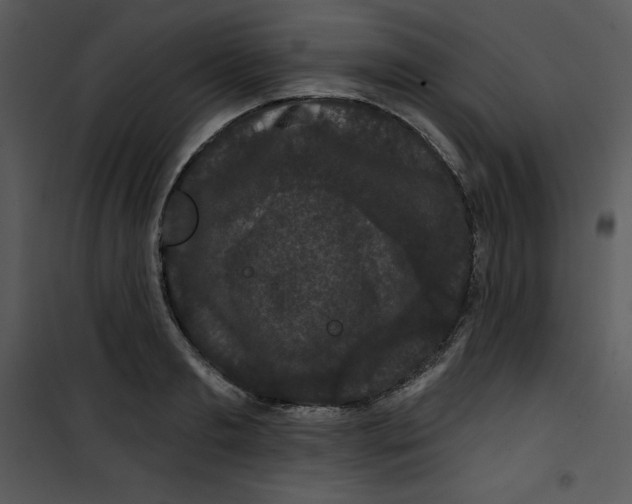 X0000100890893200807220949