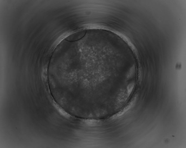 X0000100890897200807220949