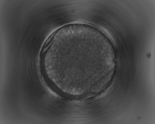 X0000100890900200807220949