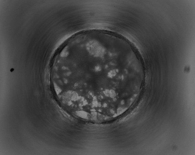 X0000100890925200807220948