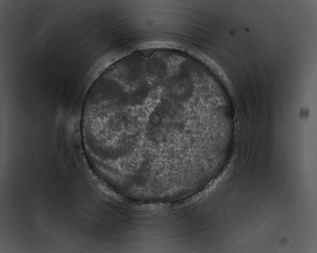 X0000100890937200807220948