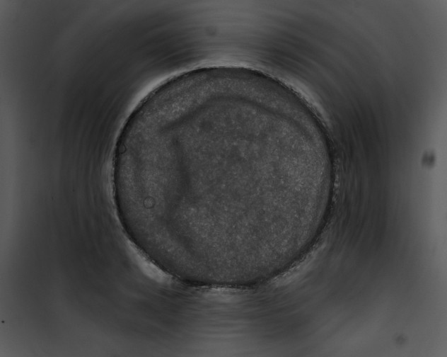 X0000100890942200807220948