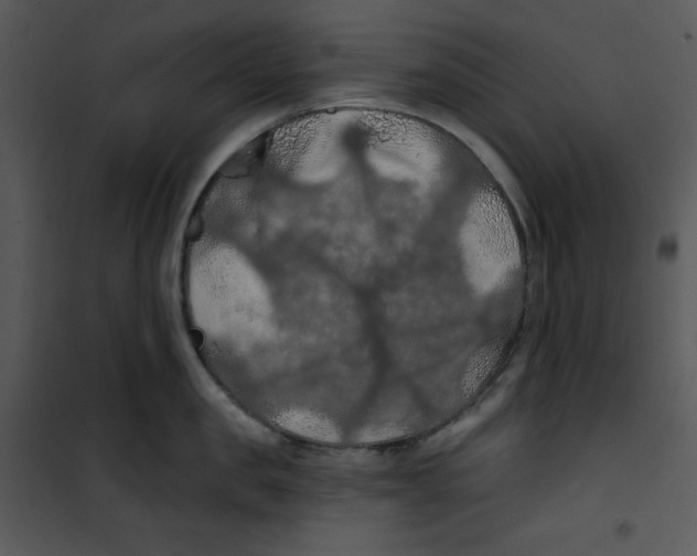 X0000100890957200807220948