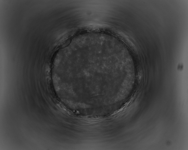 X0000100890964200807220948