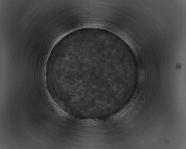 X0000100890980200807220947