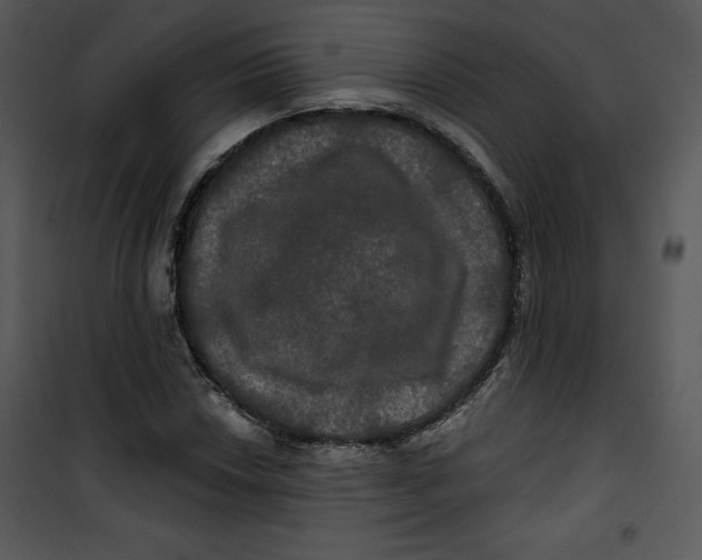 X0000100891018200807220946