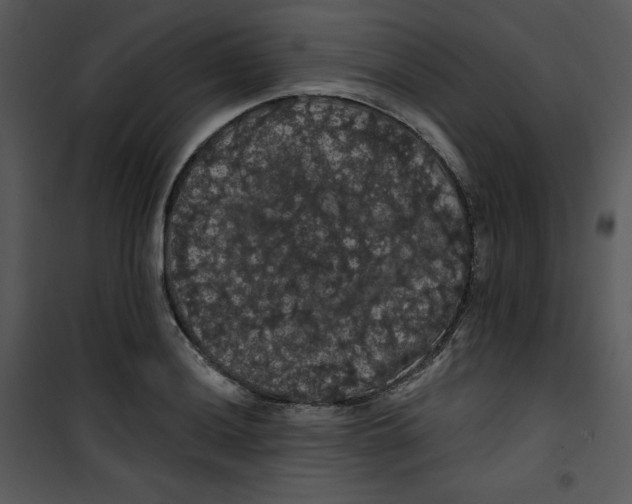 X0000100891036200807220946