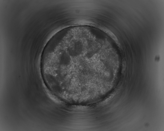 X0000100891039200807220946