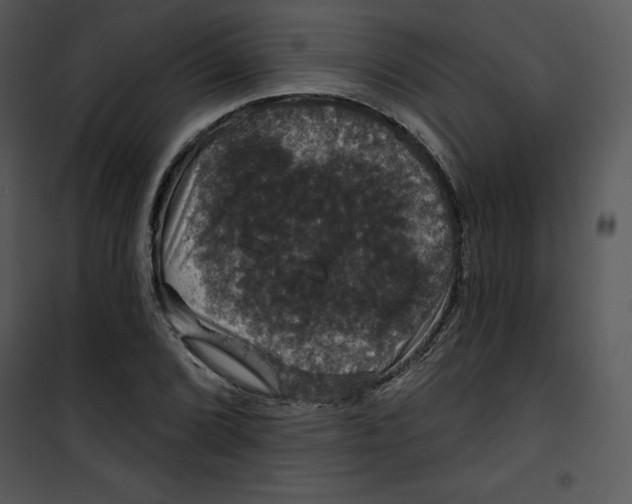 X0000100891072200807220946