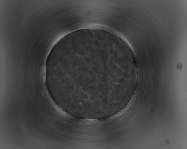 X0000100891079200807220946