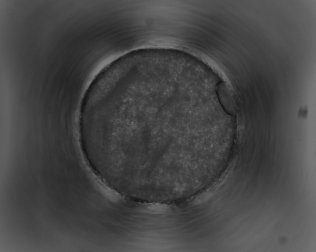 X0000100891085200807220946