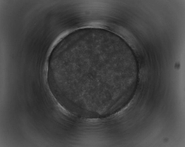 X0000100891180200807220944