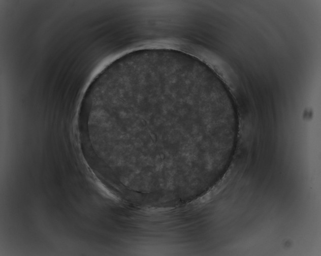 X0000100891184200807220944