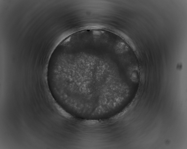 X0000100891186200807220944