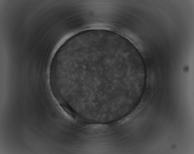 X0000100891188200807220944