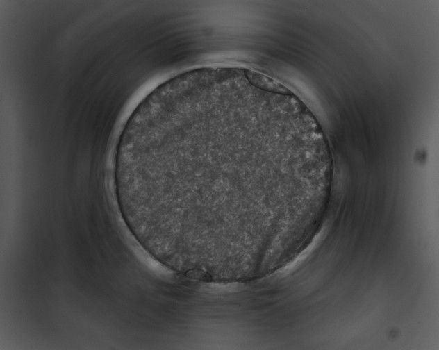 X0000100891196200807220944