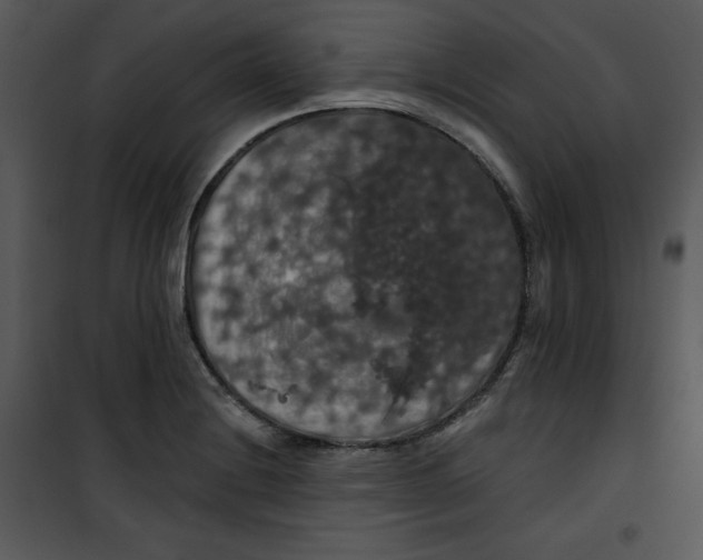 X0000100891228200807220944