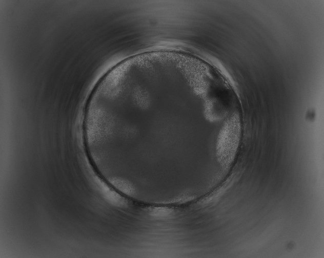 X0000100891235200807220944