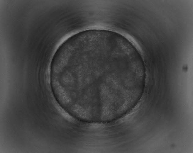 X0000100891238200807220944