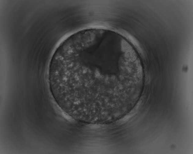 X0000100891240200807220944