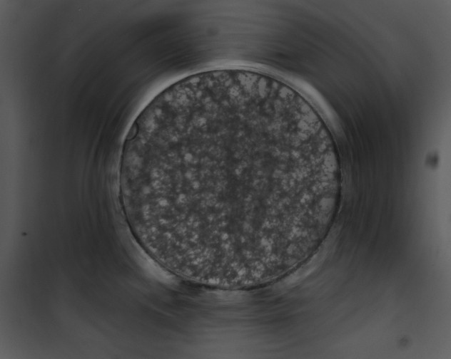 X0000100891244200807220944