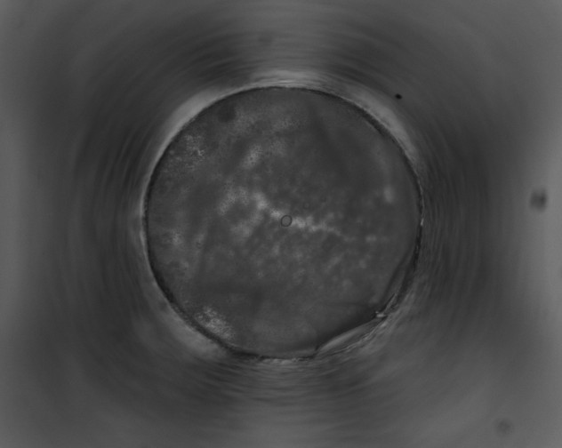 X0000100891283200807220943