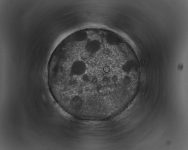 X0000100891287200807220943