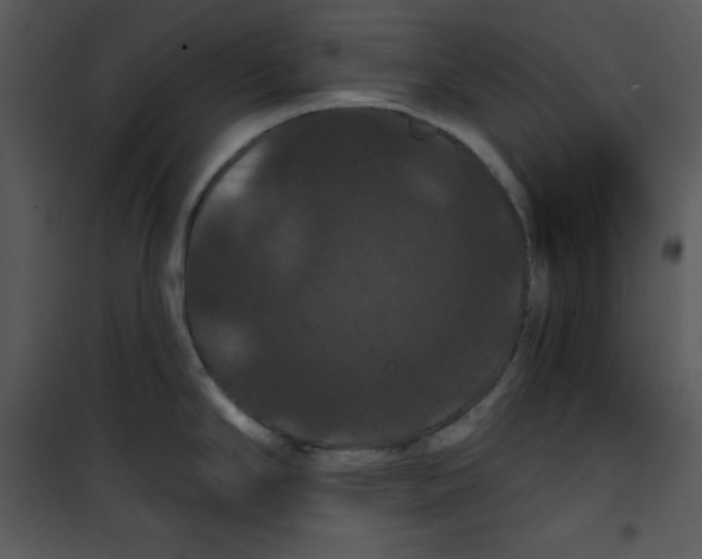 X0000100891294200807220942