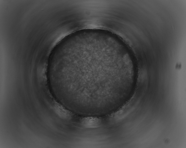 X0000100891314200807220942