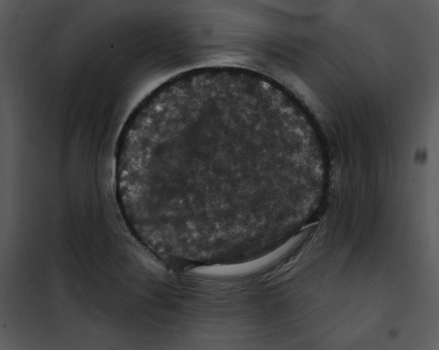 X0000100891324200807220942