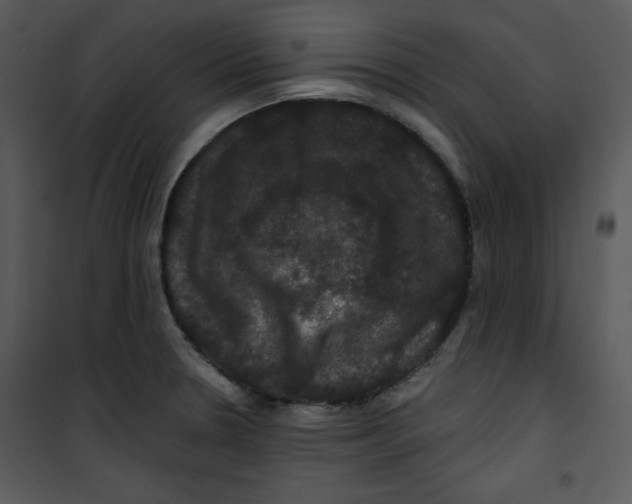 X0000100891330200807220942