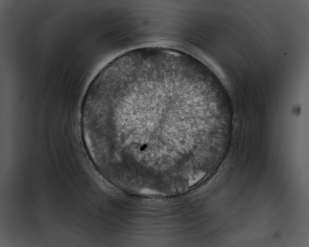 X0000100891332200807220942