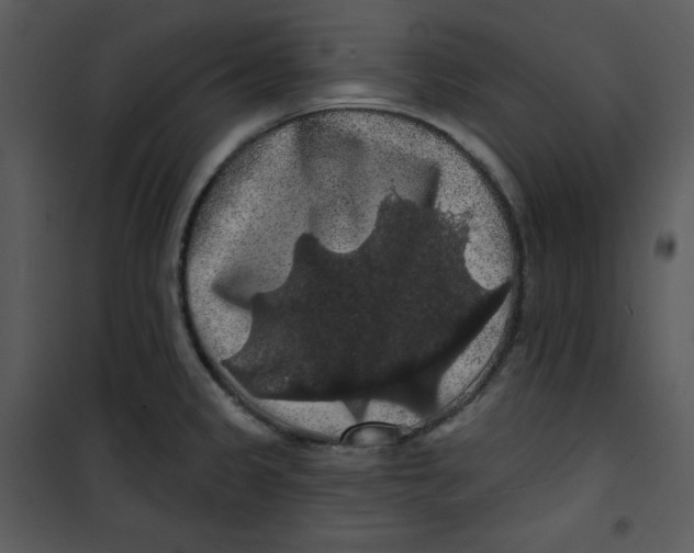 X0000100891333200807220942