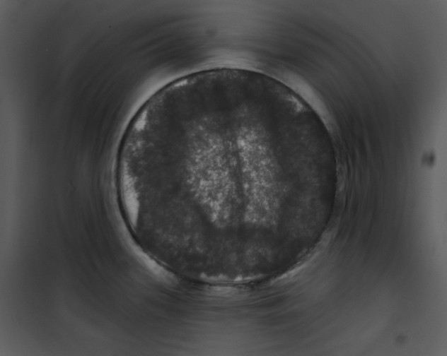 X0000100891339200807220942