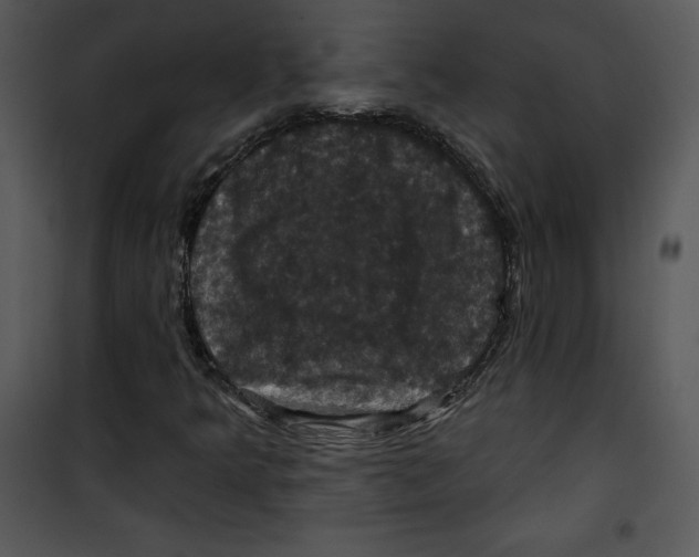 X0000100891349200807220941