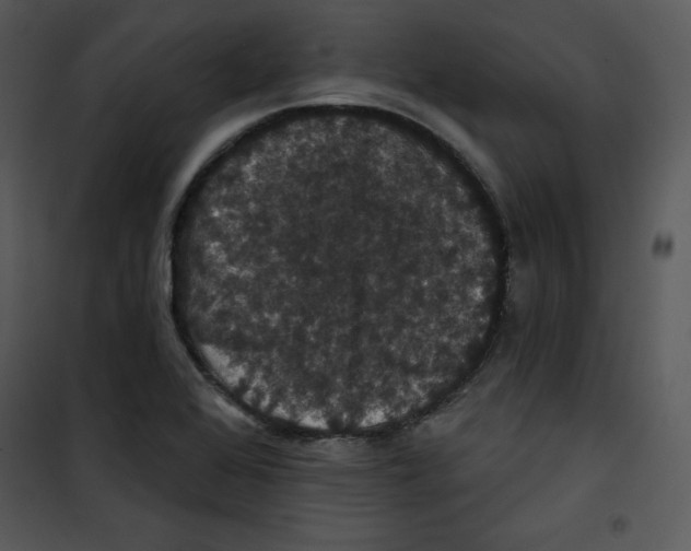 X0000100891368200807220941