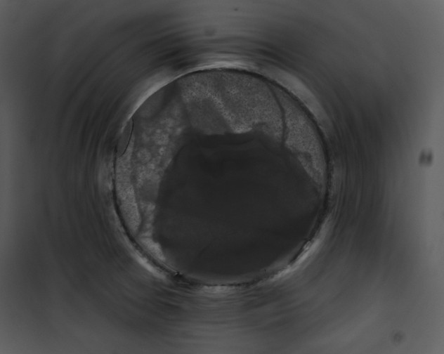 X0000100891377200807220941