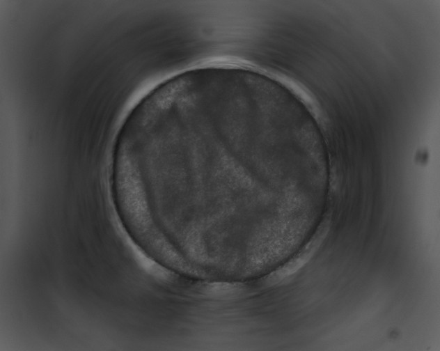 X0000100891430200807220940