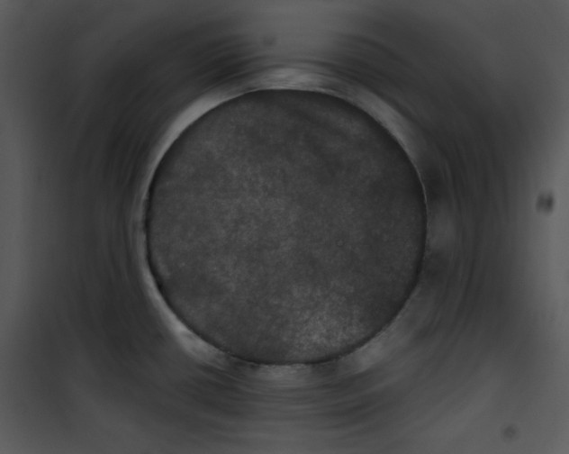 X0000100891434200807220941