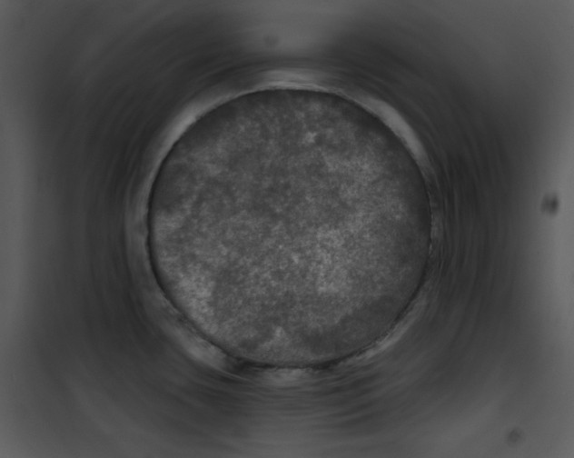 X0000100891435200807220941